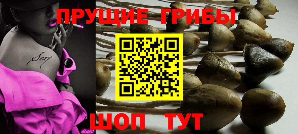 Чебоксары  Галлюциногенные грибы Psilocybine cubensis  Вход с VPN 